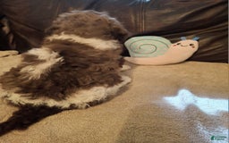 Labradoodle dogs for sale: Horseradish - Image 5