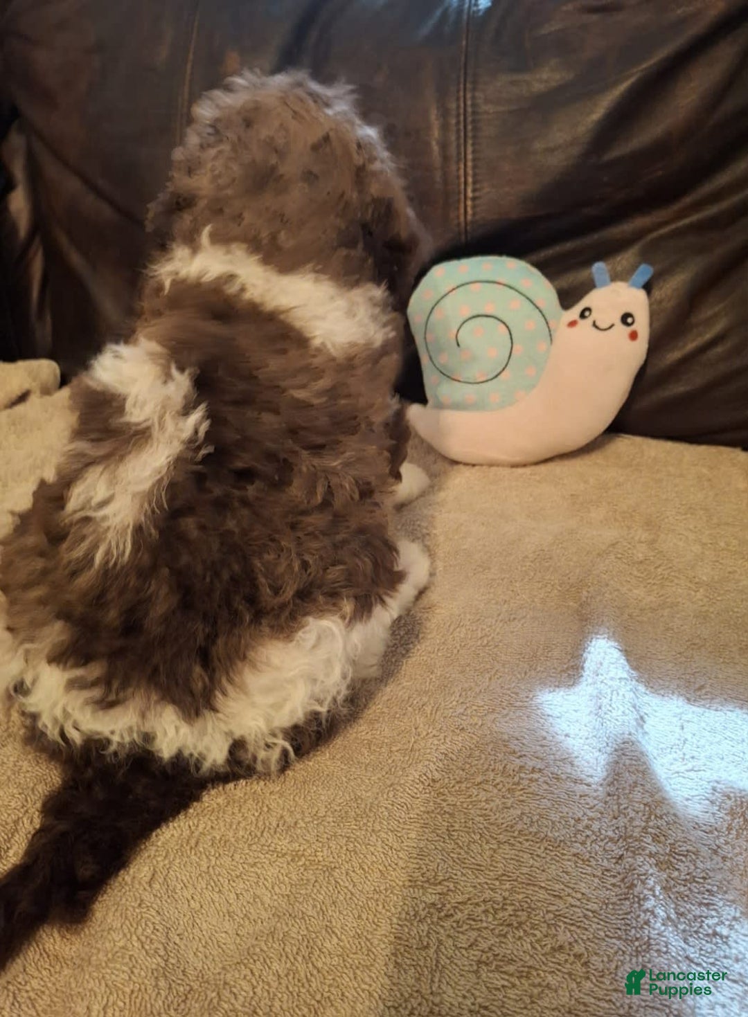 Labradoodle dogs for sale: Horseradish - Image 5