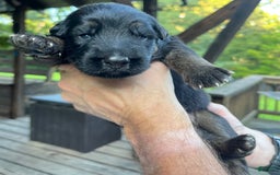 German Shepherd dogs for sale: Boy - Image 6
