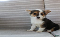 Welsh Corgi Pembroke dogs for sale: Leo - Image 12