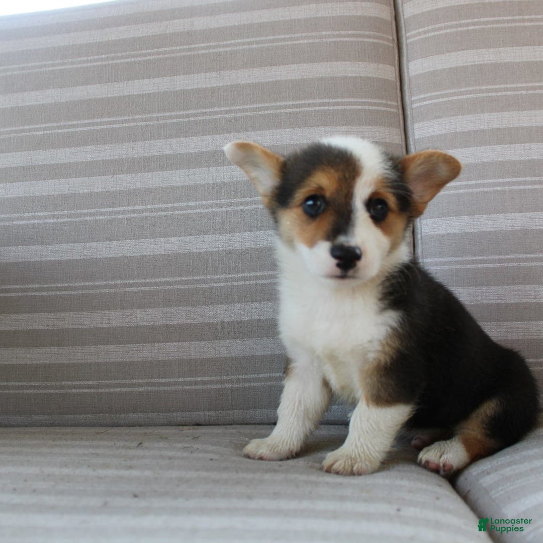 Welsh Corgi Pembroke dogs for sale: Leo - Image 12