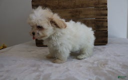 Teddy Bear dogs for sale: Karly - Image 5