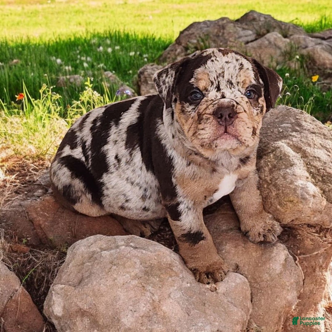 English Bulldog dogs for sale: Stoney - Image 6