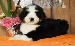 Bernedoodle dogs for sale: Dustin - Image 1