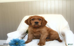 Miniature Golden Retriever dogs for sale: Rover - Image 3