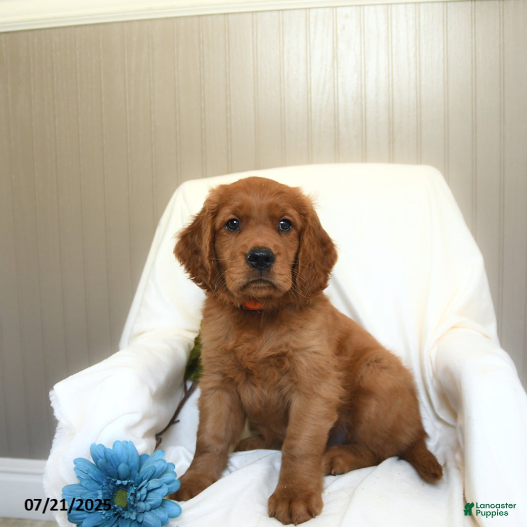 Miniature Golden Retriever dogs for sale: Rover - Image 3