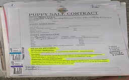 Boston Terrier dogs for sale: Seraphine - Image 4