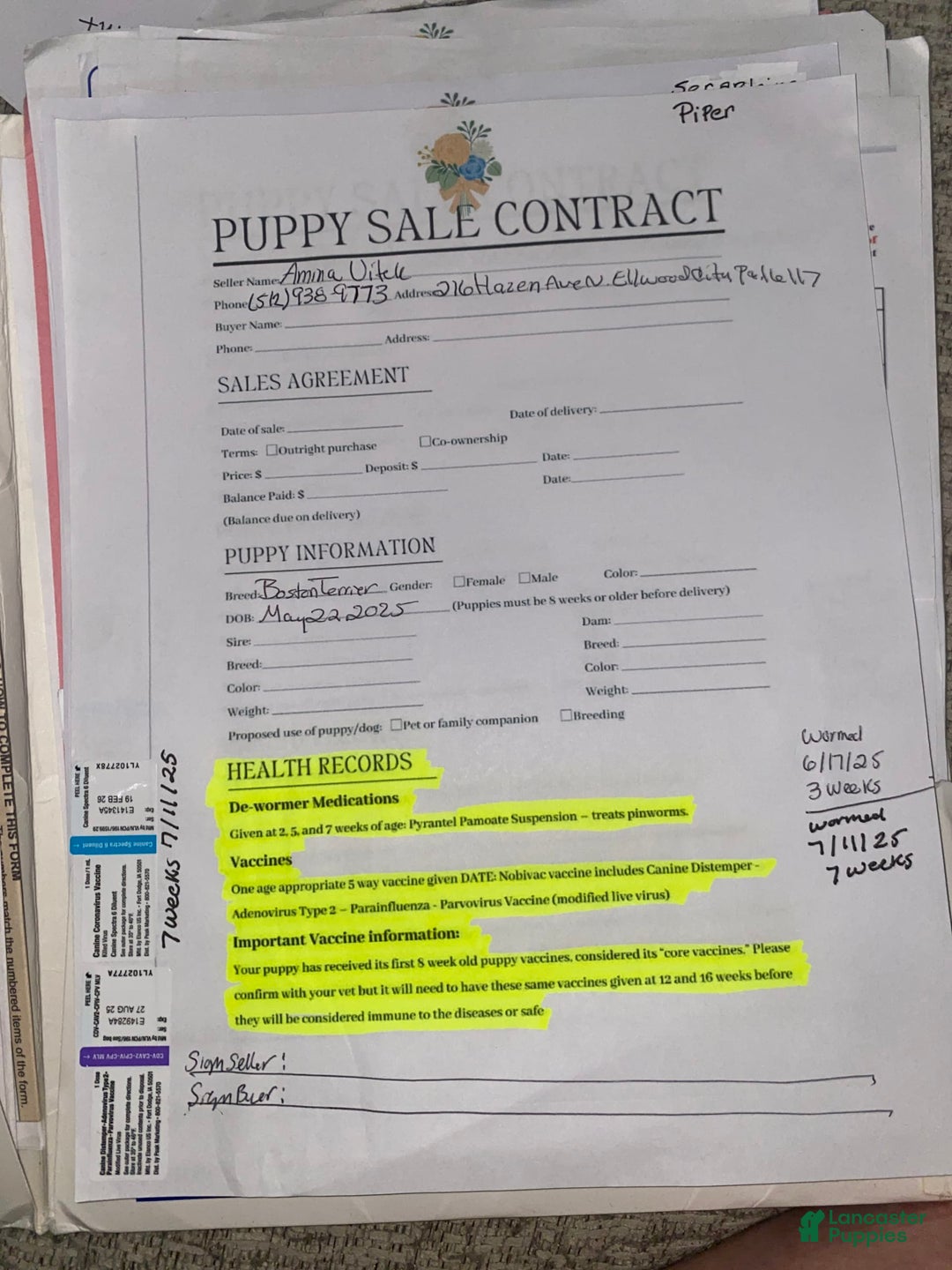 Boston Terrier dogs for sale: Seraphine - Image 4