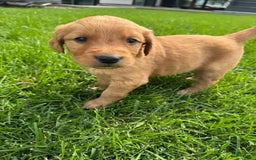 Golden Retriever dogs for sale: Hana - Image 5