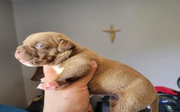 American Bully dogs for sale: Nutella - Image 1
