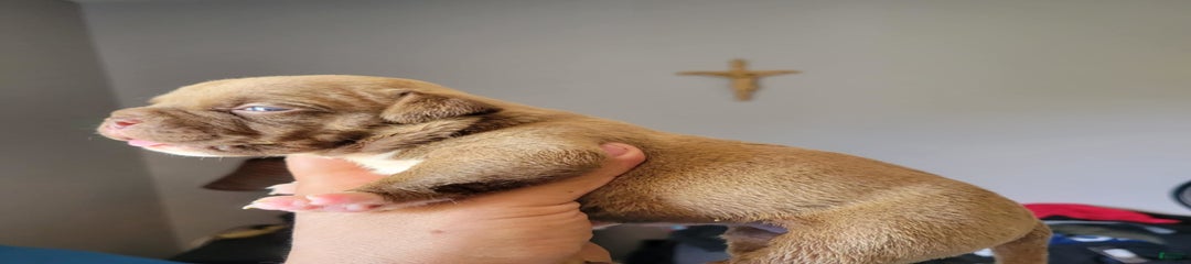 Nutella