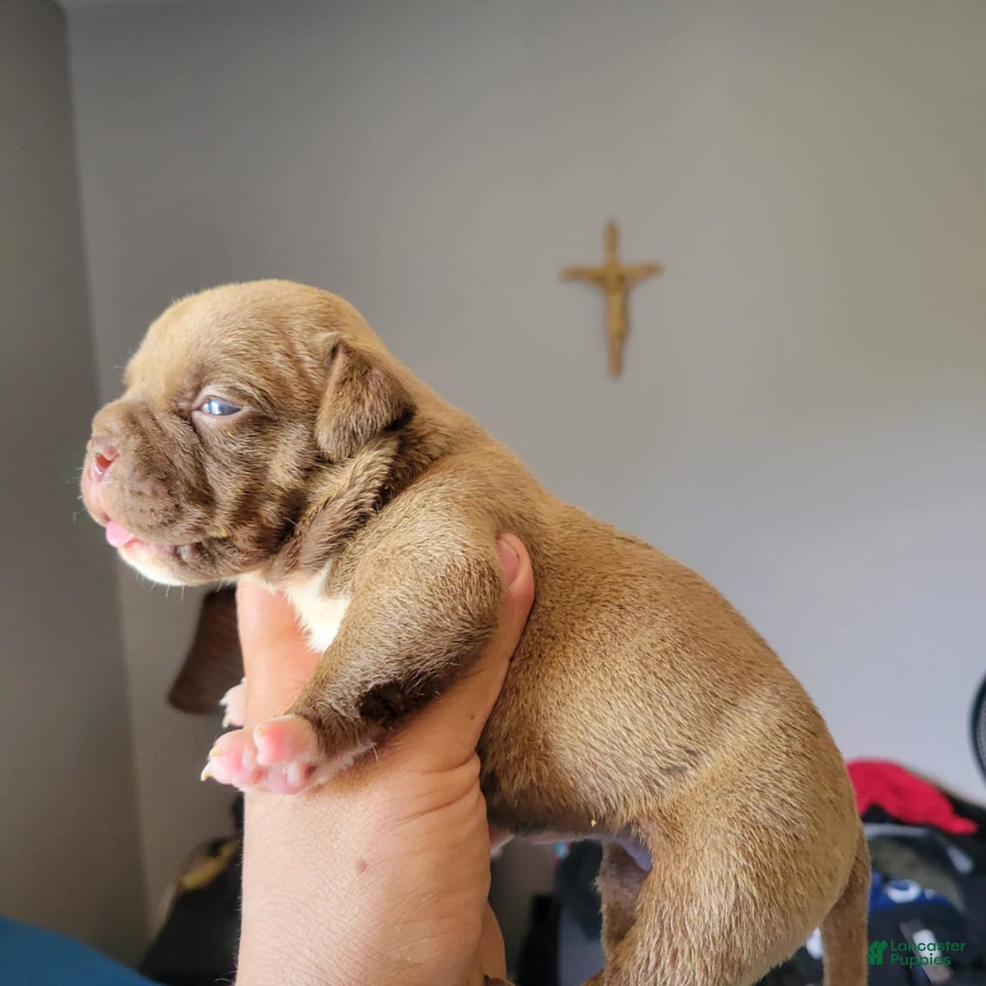 American Bully dogs for sale: Nutella - Image 1