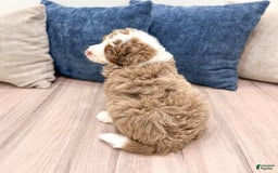 Mini Bernedoodle dogs for sale: Bear - Image 2