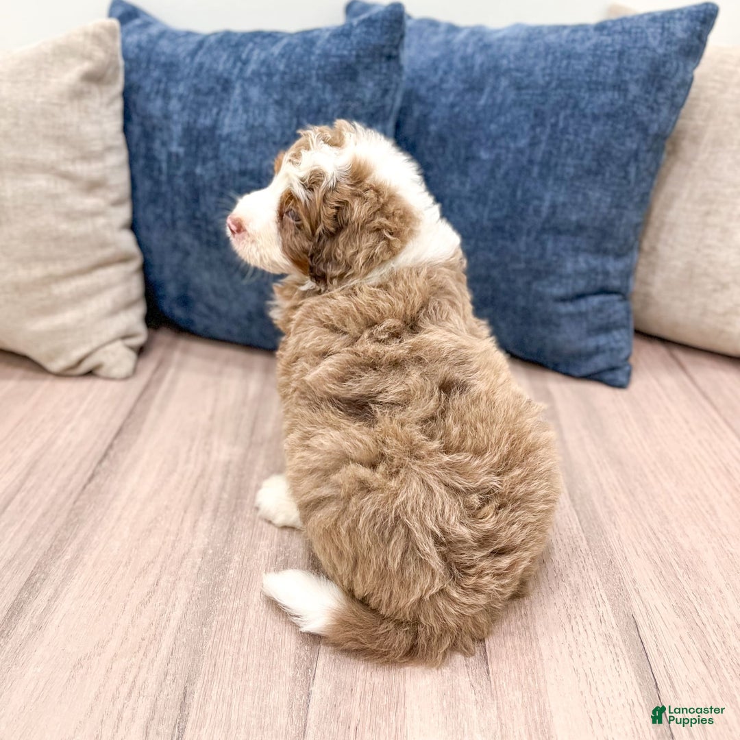 Mini Bernedoodle dogs for sale: Bear - Image 2