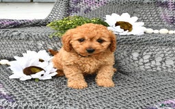 Cavapoo dogs for sale: Candy - Image 5
