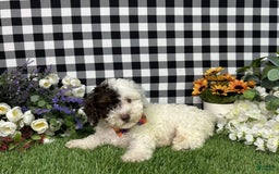 Maltipoo dogs for sale: Patch - Image 5