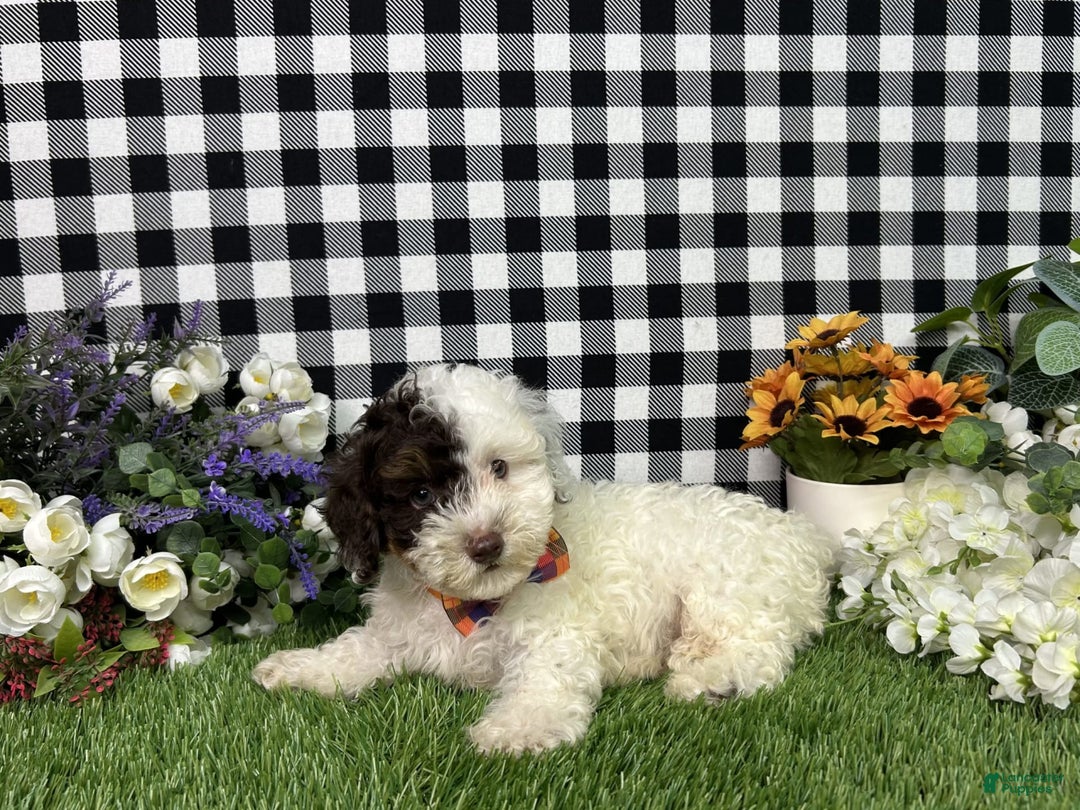 Maltipoo dogs for sale: Patch - Image 5