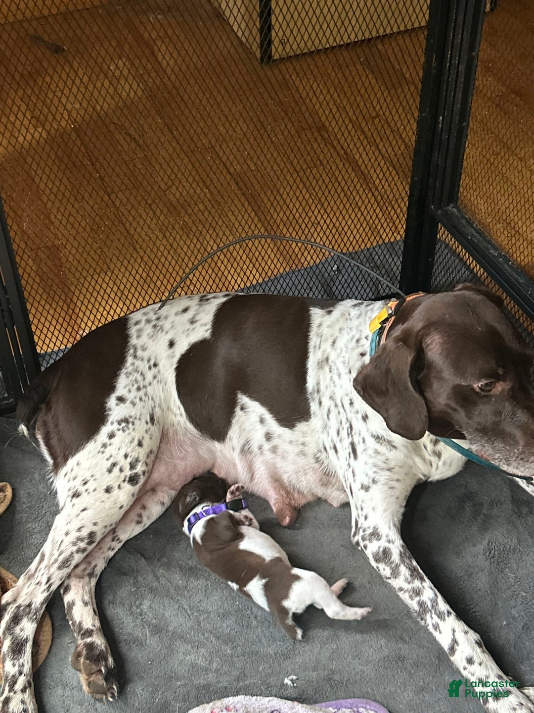 German Shorthaired Pointer dogs for sale: Purple - Image 2