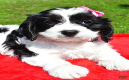 Cavapoo dogs for sale: Cavapoo 4 puppies - Image 3
