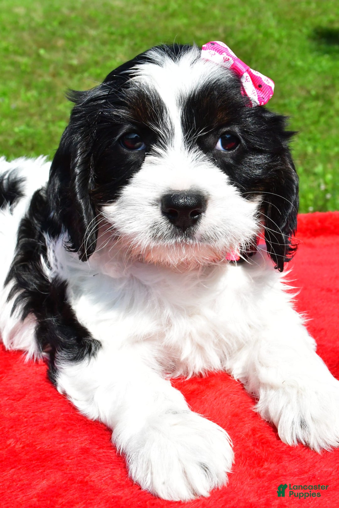 Cavapoo dogs for sale: Cavapoo 4 puppies - Image 3