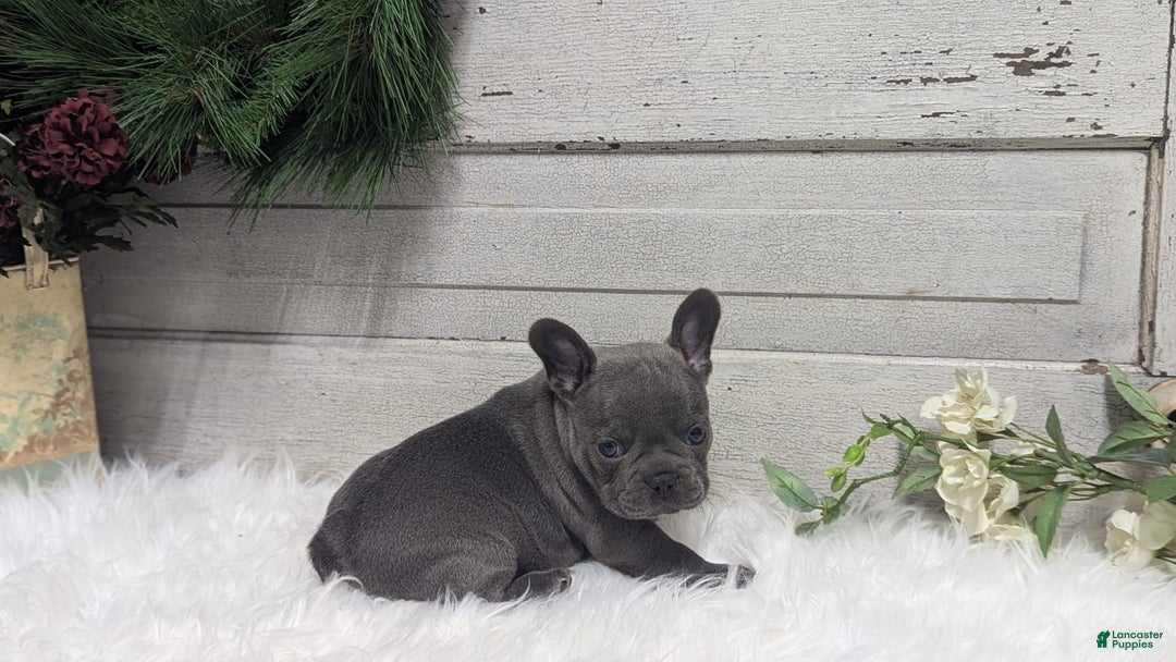 French Bulldog dogs for sale: Kip - Image 3