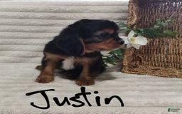 Cavalier King Charles Spaniel dogs for sale: Justin - Image 10