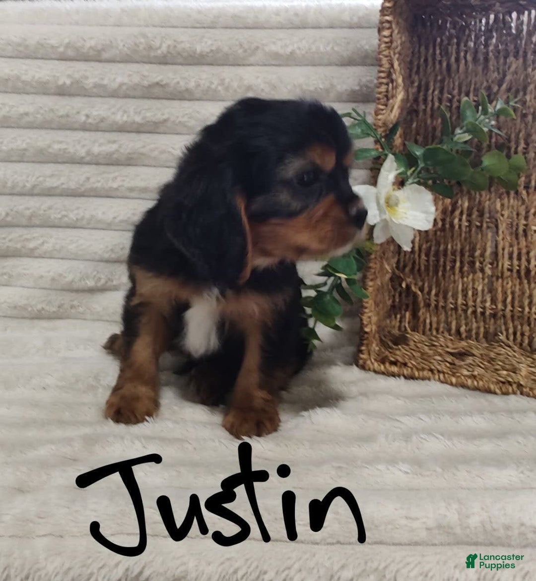 Cavalier King Charles Spaniel dogs for sale: Justin - Image 10