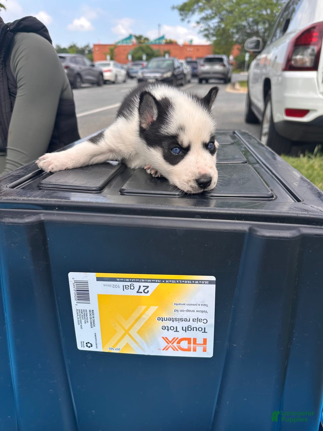 Siberian Husky dogs for sale: Change - Image 3