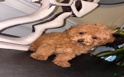 Toy Poodle dogs for sale: Silace - Image 6