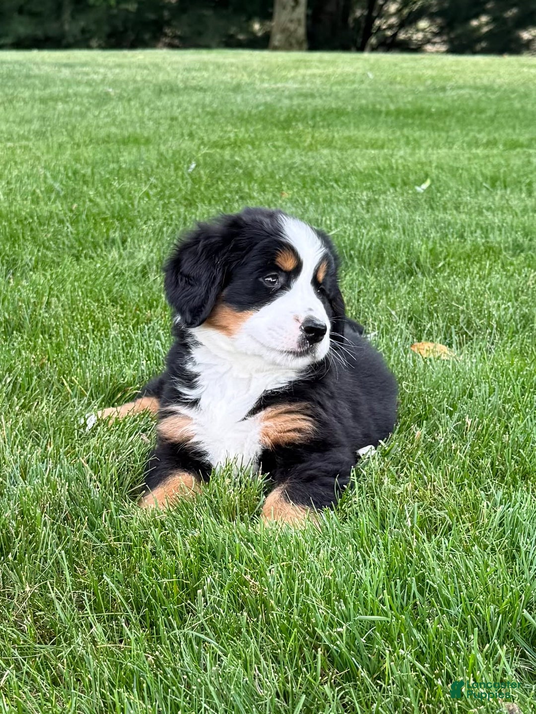 Bernese Mountain Dog dogs for sale: Ivy - Image 10