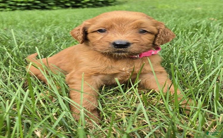 Goldendoodle dogs for sale - Ad 3