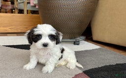 Havanese dogs for sale: Katie - Image 13