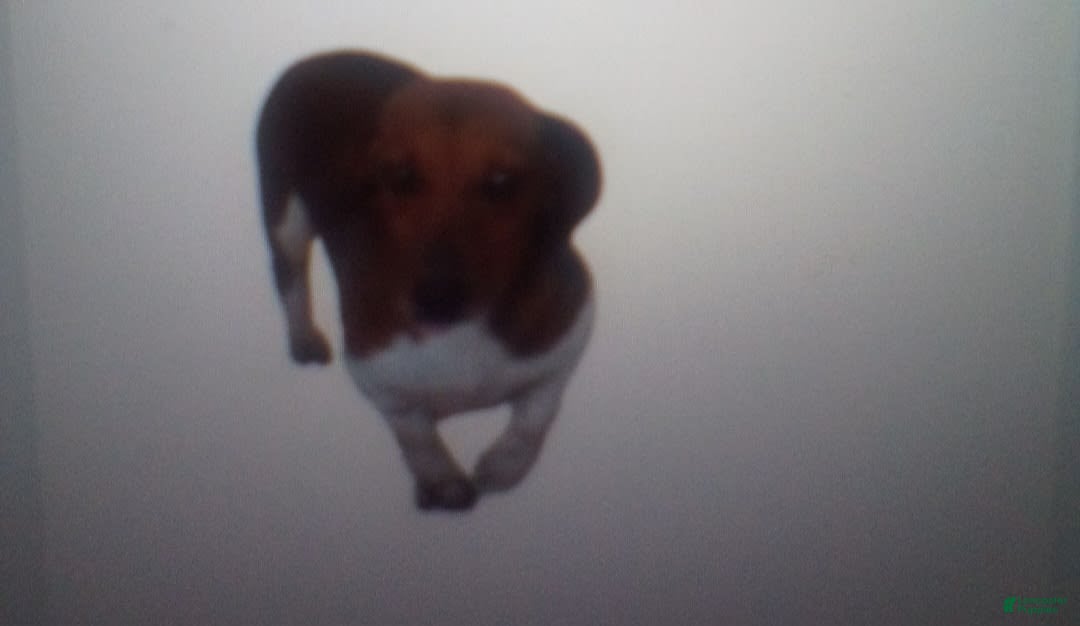 Dachshund dogs for sale: Millie Mae - Image 17