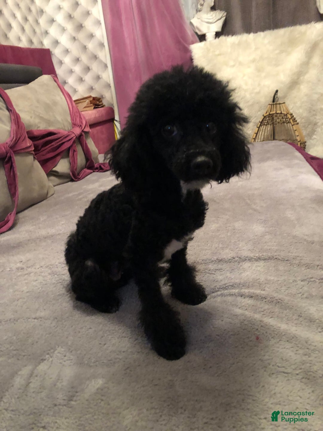 Toy Poodle dogs for sale: Mark Antony - Image 9