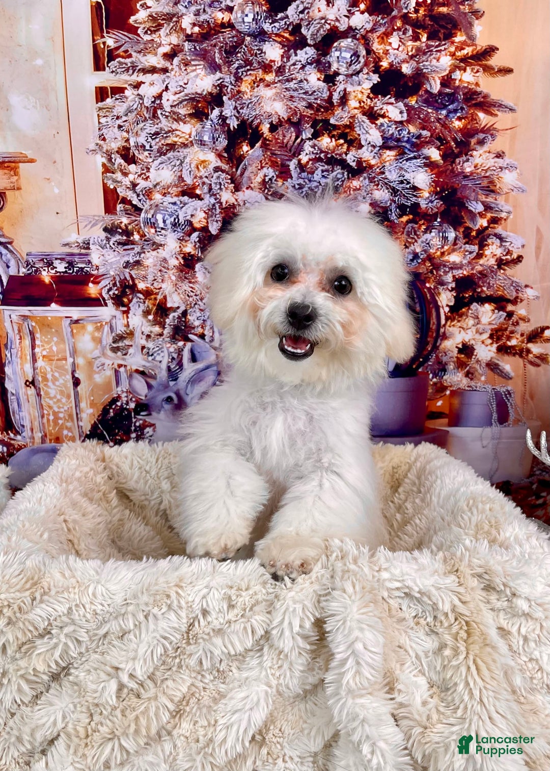 Teddy Bear dogs for sale: Max - Image 14