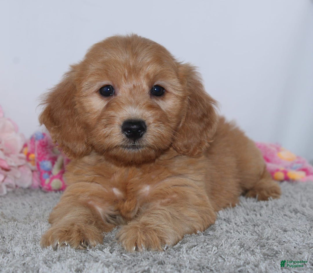 Mini Goldendoodle dogs for sale: Bella - Image 2