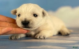 West Highland Terrier dogs for sale: Akc DNA clear Casper - Image 2