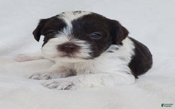 Schnoodle dogs for sale: Smores - Image 1