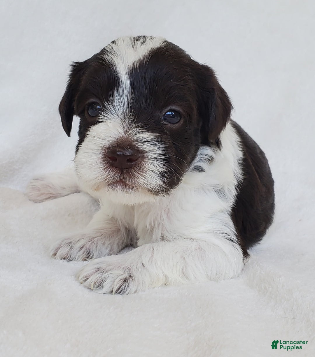 Schnoodle dogs for sale: Smores - Image 1