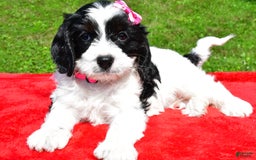 Cavapoo dogs for sale: Cavapoo 4 puppies - Image 7