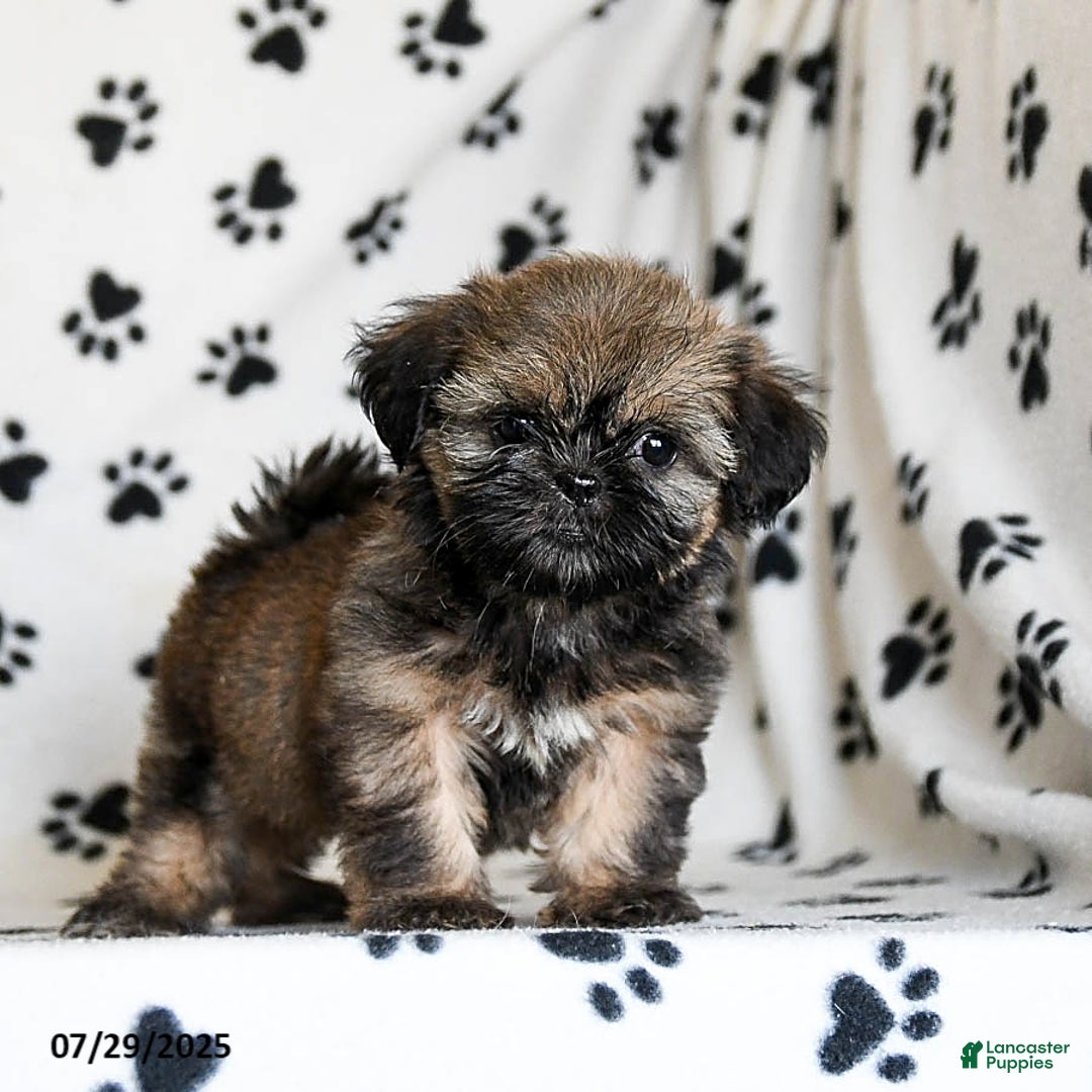 Shih Tzu dogs for sale: Poppy - Image 3