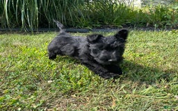 Scottish Terrier dogs for sale: Boris - Image 5