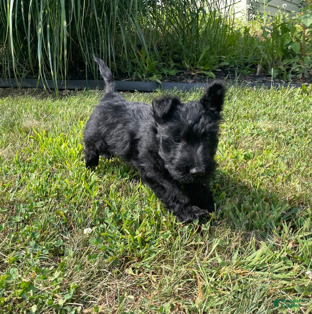 Scottish Terrier dogs for sale: Boris - Image 5