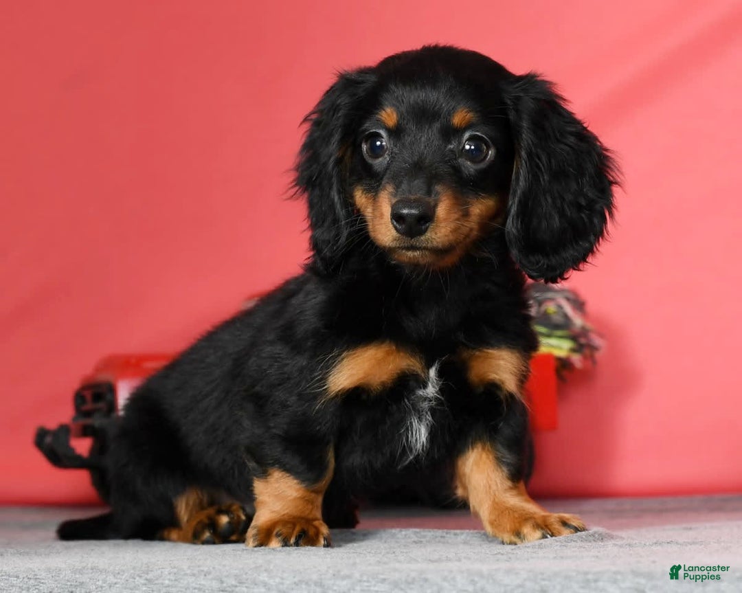 Miniature Dachshund dogs for sale: Miniature Dachshund 2 puppies - Image 16