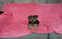 Yorkshire Terrier dogs for sale: Buddy - Image 7