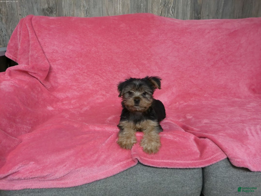 Yorkshire Terrier dogs for sale: Buddy - Image 7