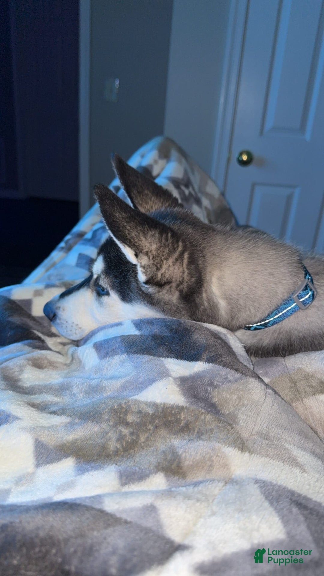 Gerberian Shepsky dogs for sale: Stormy - Image 3