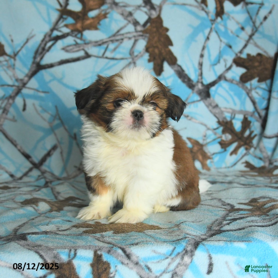 Shih Tzu dogs for sale: Stetson - Image 2