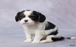 Cavalier King Charles Spaniel dogs for sale: Betty - Image 2
