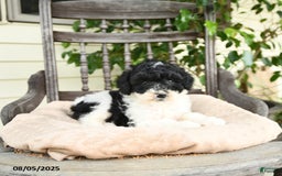 Miniature Poodle dogs for sale: Oliver - Image 3